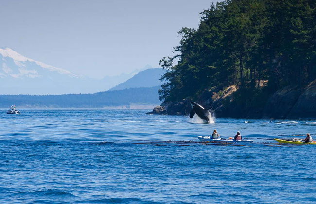 Whale Watching in Victoria - Foto 4