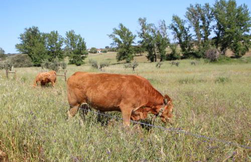 Monte Da Azarujinha - Foto 16