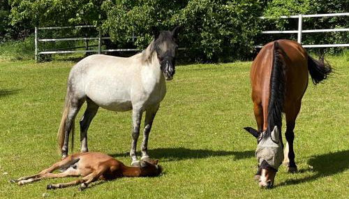 Ferienwohnung auf Pferdehof - Foto 2