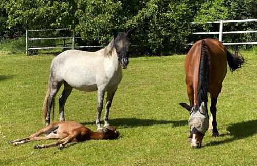 Ferienwohnung auf Pferdehof - Foto 2