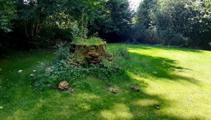 Vogtlandperle - Foto 5