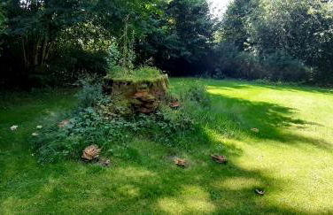 Vogtlandperle - Foto 5