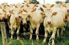 La Vache Tennis Privé - Foto 11