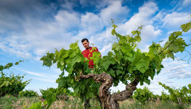 Conociendo el proceso del cultivo de uva