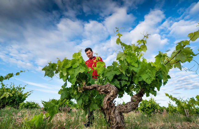 Visite du domaine Finca Torremilanos - Photo 3