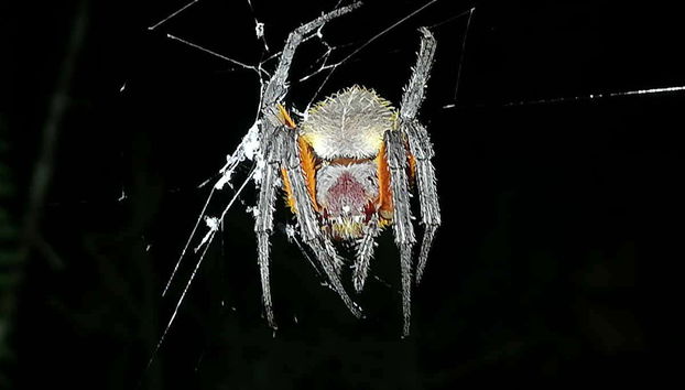 Night Walk in a Private Reserve - Foto 2