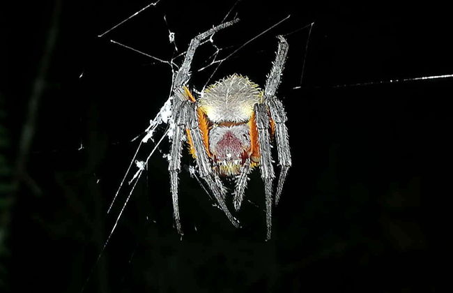 Night Walk in a Private Reserve - Foto 2