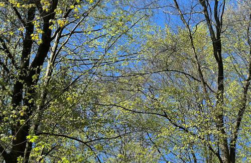 YALET Ferienhaus 2 appartementen vlakbij Willingen - Foto 4