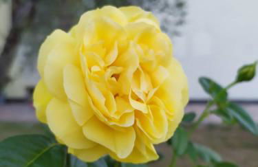 Villa Celestina, a 10 minuti dalle Terme - Foto 48