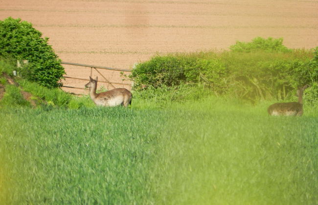 Comfy 4m -bed Bell Tent With Great Views - Foto 18