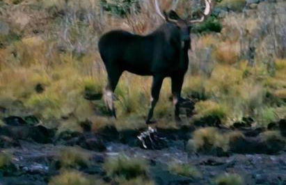 Moose Mtn Lodge/Luxury Cabin/Hot Tub/Fireplace - Foto 27