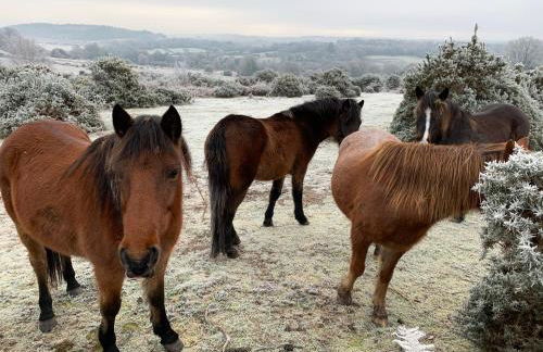 Forest Palms Studio The New Forest National Park - Foto 25