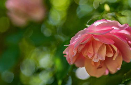 11 Bed in Bideford oc-redla - Photo 66