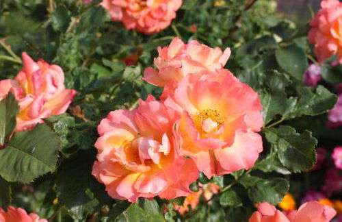 Gästehaus Roseneck - Foto 44