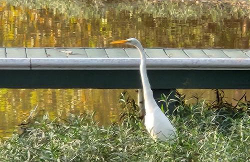 Lake Greenwood Lodge Main House and guesthouse - Foto 1