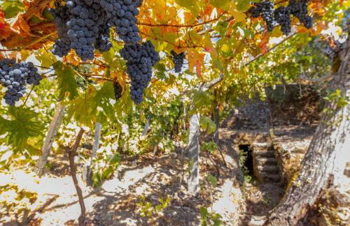 Casa Dona Aninhas - Douro - Foto 20