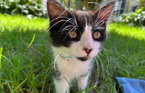 Cottage at FLAMINGAS PLACE - Photo 26