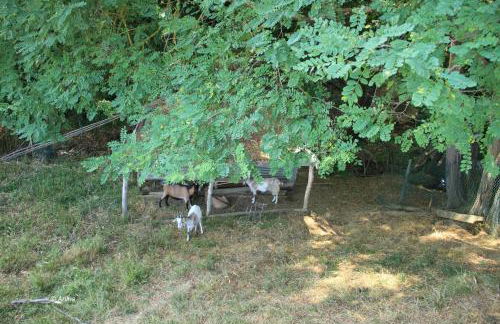 Agriturismo Il Bardellino - Foto 15