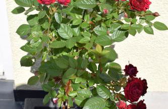 Ferienwohnung Ahrtalblick - Foto 55