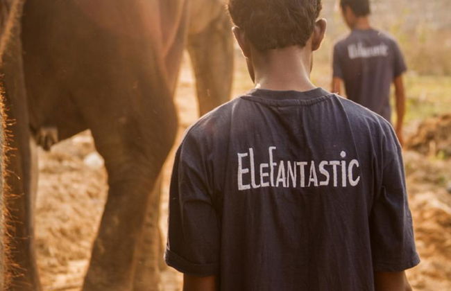 Day with the Elephants - Foto 2