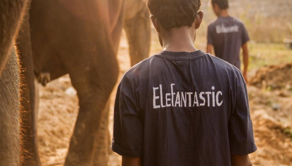 Day with the Elephants - Photo 1