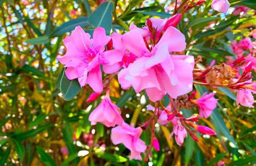 Villetta Sapphire con piscina - Foto 50