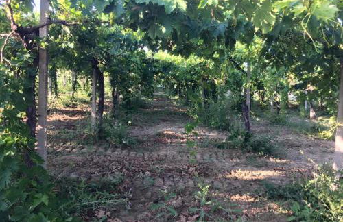 Azienda Agricola Perconti - Foto 85