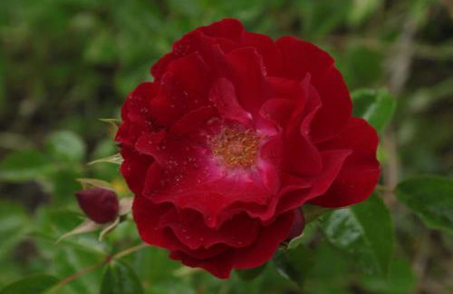 Chiesa Ignano 1778 - Photo 73