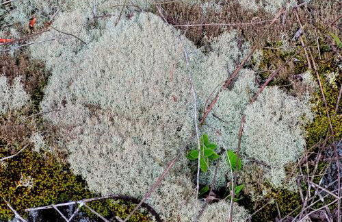 Chalé do Lopo - Photo 76