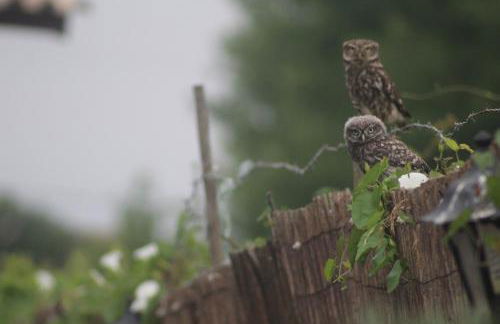 Casa do Moinho - Foto 30