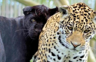 Little hideaway in the countryside Ash - Foto 33