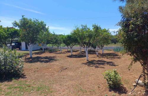 Sofia's Yard House - Foto 52