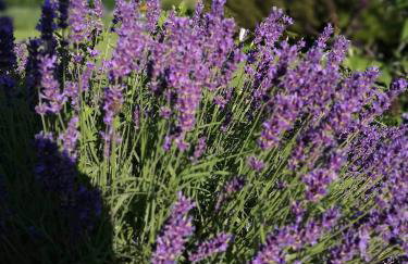 Holiday Home Luka 10 - Foto 26