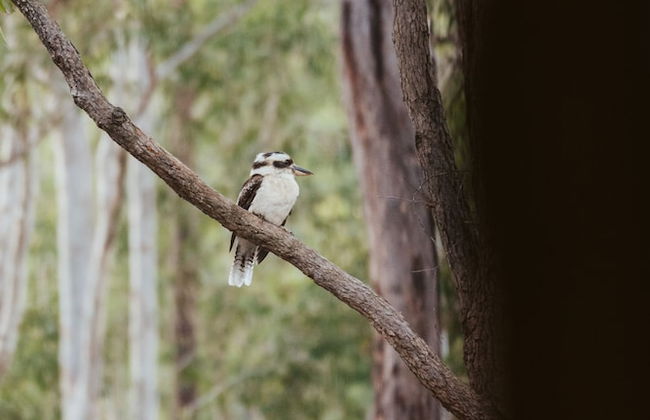 Bay and Bush, Jervis Bay - Photo 71