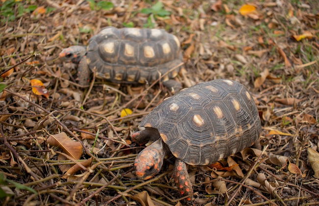 Hotel Fazenda Estancia Torre De Pedra - Foto 51