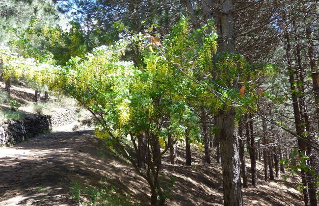 Etna Holiday Home,studio Melograno - Foto 32