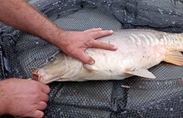 Wędkarska Agroturystyka - Foto 21