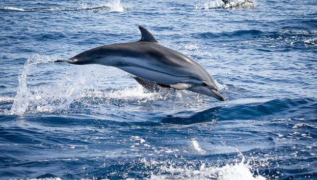 Delfines en el Atlántico