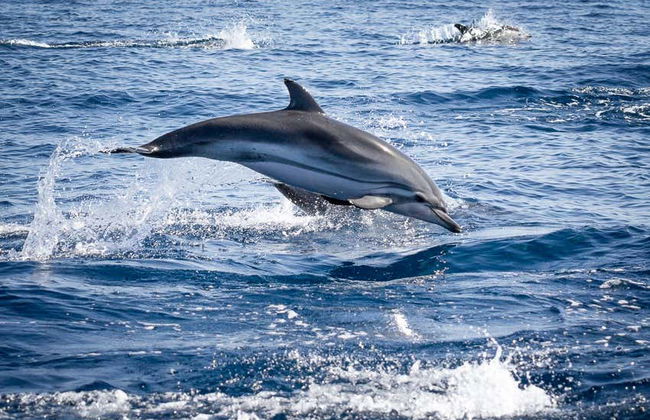 Faro Dolphin Watching Tour - Photo 4