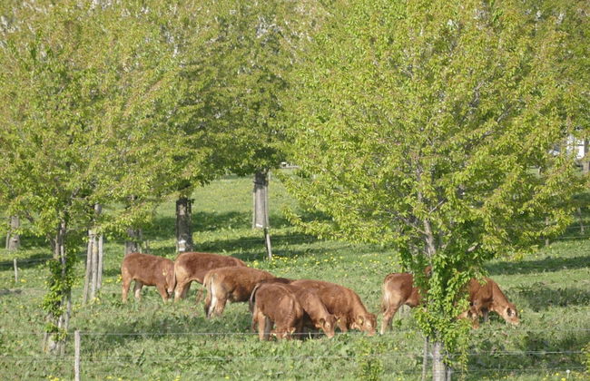 Villa in Mesch With Garden - Photo 63