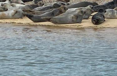 Curlew Cottage - Foto 23