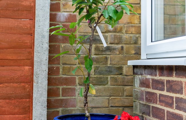 Red Cherry House - Photo 66