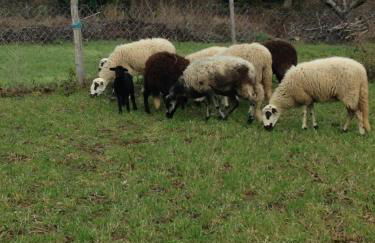 Quinta das Colmeias - Foto 11