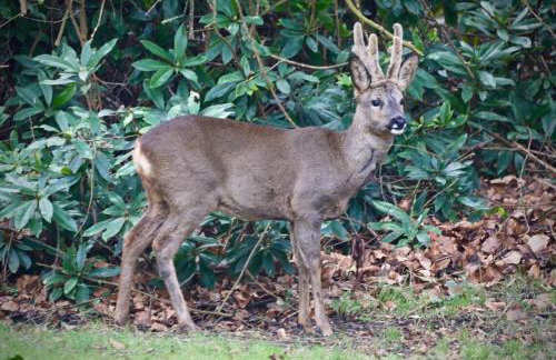 The Cabin at The Oaks - Foto 21