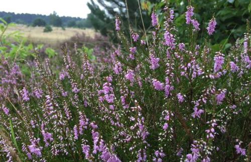 Ferienwohnung Strandzeit Cuxhaven - Foto 14