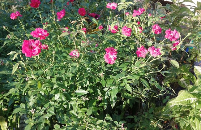 Louislyn Apartments - Photo 37