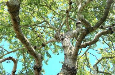 La Corniche-Maison vue mer avec grand jardin - Foto 43
