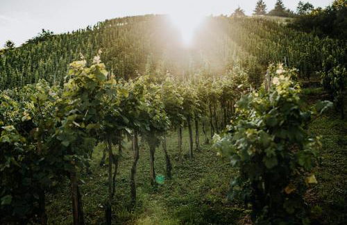 Weingut Meurer - Foto 18