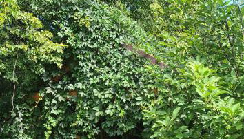 Miętowy Anioł - Foto 5