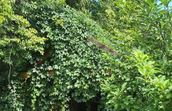 Miętowy Anioł - Foto 5